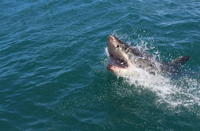 Köpekbalığı saldırısından sonra Rockaway Beach kapatıldı