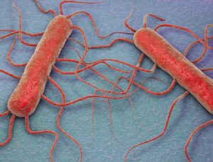 ABD’de Listeria bakterisi bulaşmış içeceği tüketen 3 kişi öldü
