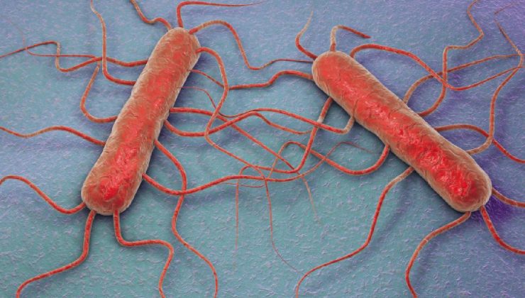 ABD’de Listeria bakterisi bulaşmış içeceği tüketen 3 kişi öldü