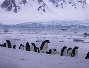 İmparator penguenlere küresel tehdit, yüzde 90’ı 2100’de yok olacak