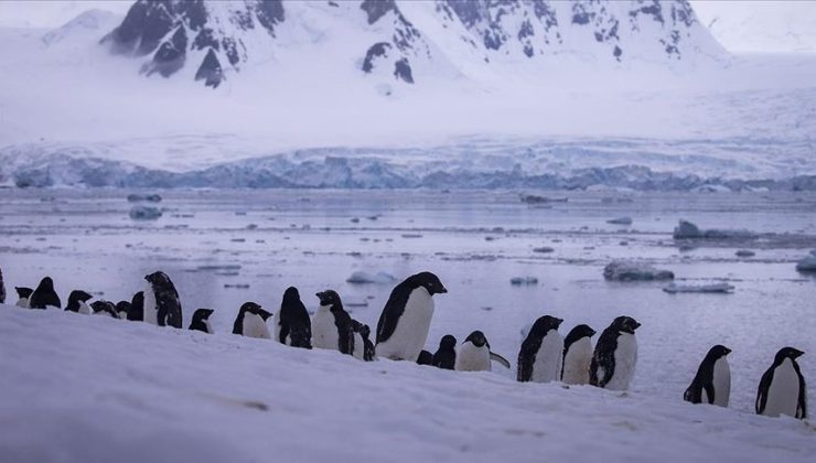 İmparator penguenlere küresel tehdit, yüzde 90’ı 2100’de yok olacak
