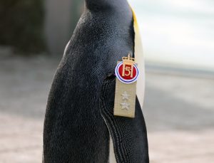 Hayvanat bahçesindeki penguen Norveç ordusunda tümgeneralliğe terfi etti