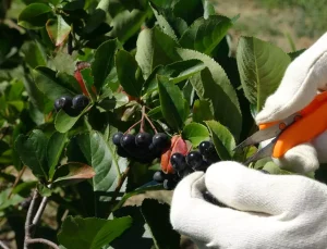 ‘Süper meyve’ hasadı başladı! Kilosu 250 TL’den satılıyor