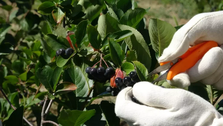 ‘Süper meyve’ hasadı başladı! Kilosu 250 TL’den satılıyor