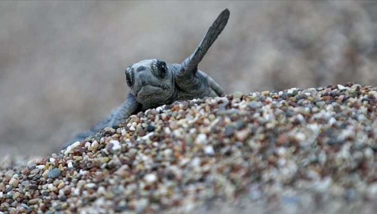 Denizle buluşturulan kaplumbağa sayısı her geçen yıl artıyor