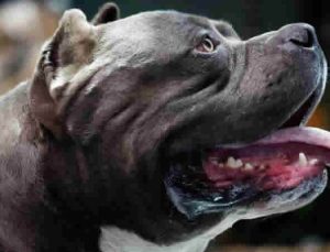 İngiltere’de ‘American Bully XL’ cinsi köpekler yasaklanacak