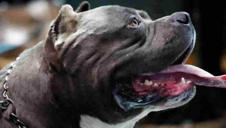İngiltere’de ‘American Bully XL’ cinsi köpekler yasaklanacak