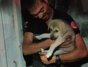 Hatay’da konteynerle duvar arasına sıkışan köpek yavrusu kurtarıldı