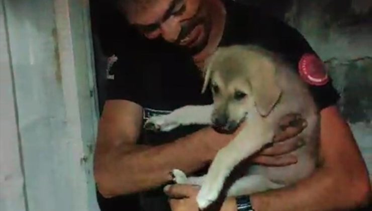 Hatay’da konteynerle duvar arasına sıkışan köpek yavrusu kurtarıldı