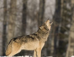 Avrupa’da artan kurt sürüleri endişe yarattı