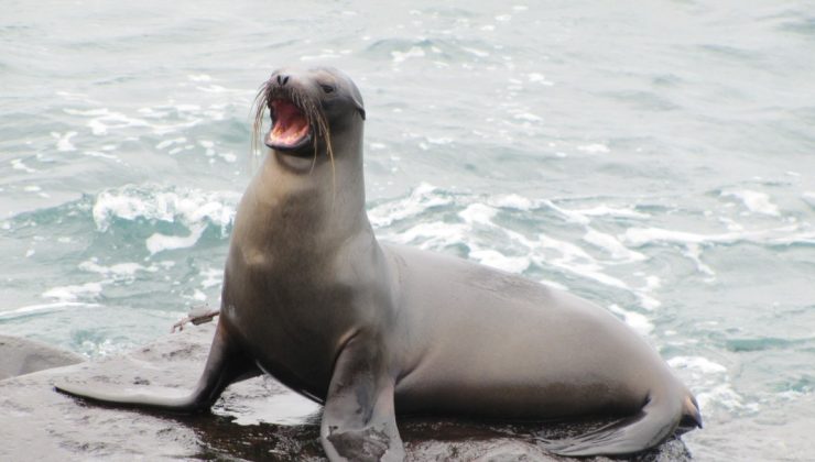 Güney California plajlarına deniz aslanı koruması: Süresiz kapatma