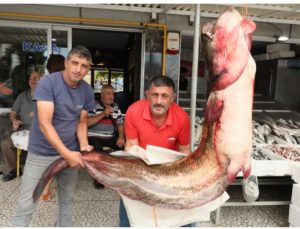 Baraj gölünde 94 kilogramlık yayın balığı yakalandı