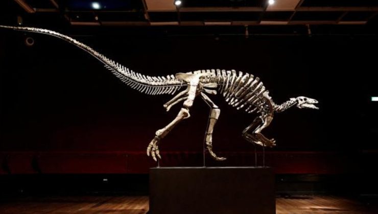 Dinozor ‘Barry’ Paris’teki müzayedede satışa çıkıyor
