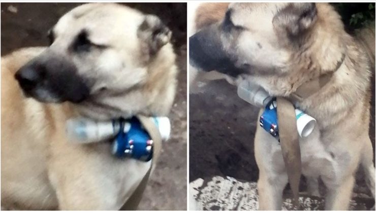 Bomba taşıyan köpekle terör eylemi girişimi