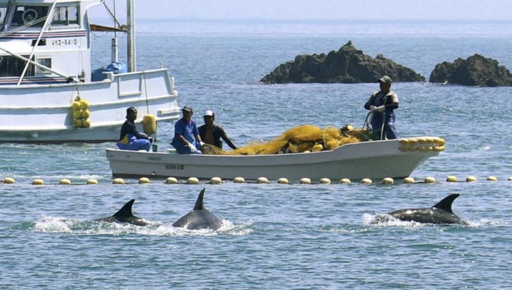 Japonya’da yunus avı sezonu başladı: Bin 800 deniz memelisi öldürülecek