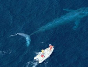 Balinanın çarptığı tekne alabora oldu: 1 ölü, 1 yaralı