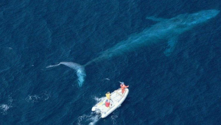 Balinanın çarptığı tekne alabora oldu: 1 ölü, 1 yaralı