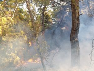 Manavgat’ta orman yangını çıktı
