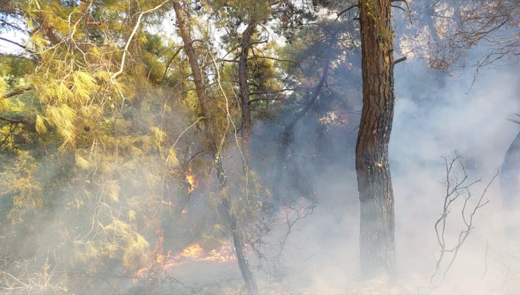 Manavgat’ta orman yangını çıktı