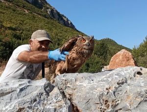 “Gecelerin Kralı” artık özgür