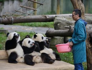 Dünyanın ilk panda okulu, öğrenci almaya başlıyor 