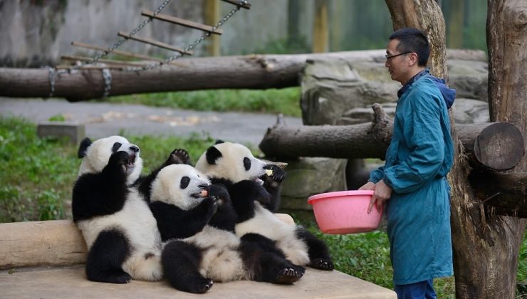 Dünyanın ilk panda okulu, öğrenci almaya başlıyor 