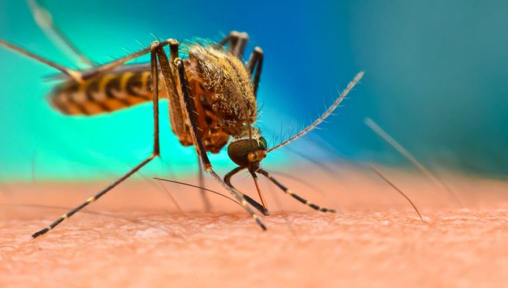 FDA, Chikungunya virüsünün neden olduğu ateşli bir hastalığa karşı ilk aşıyı onayladı
