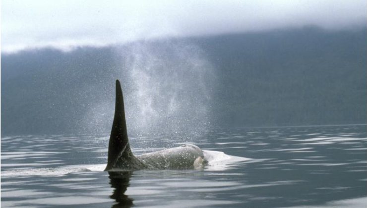Katil balina saldırılarına karşı yeni savunma sistemi: Heavy metal