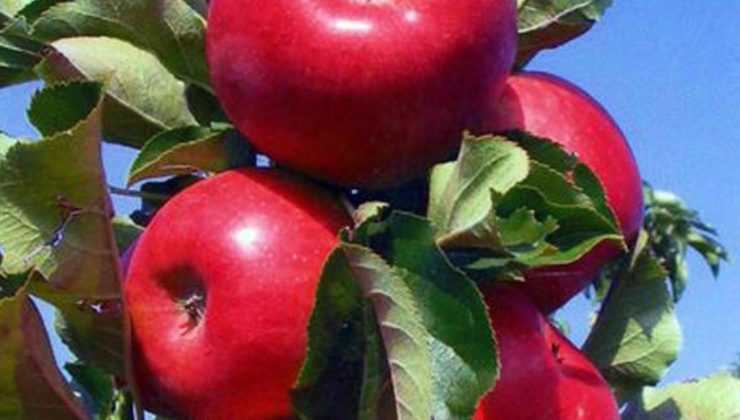 Niğde misket elmasının hastalıklara dayanıklı genleri, ABD’de yeni elma çeşitlerine aktarılacak