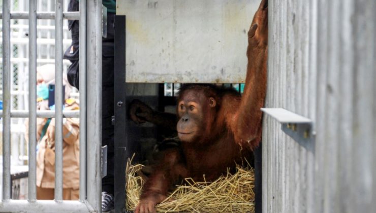 Tayland’da yasa dışı hayvan ticaretinden kurtarılan orangutanlar, Endonezya’ya geri gönderildi