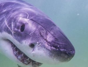 Meksika’da bir kadın köpek balığı saldırısında öldü