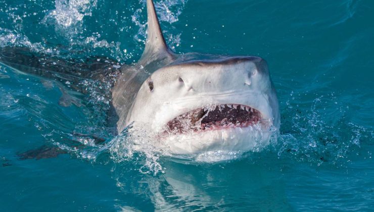 Avustralya’da köpek balığı saldırısı sonucu 1 kişi öldü