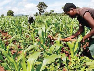 Sudan’daki tarım yatırımı battı