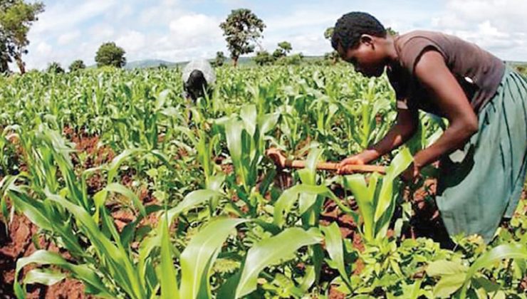 Sudan’daki tarım yatırımı battı