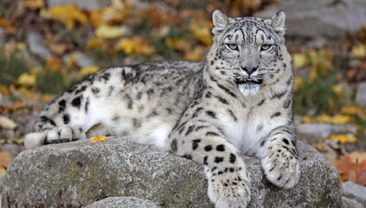 Hindistan’da 718 kar leoparının yaşadığı tahmin ediliyor