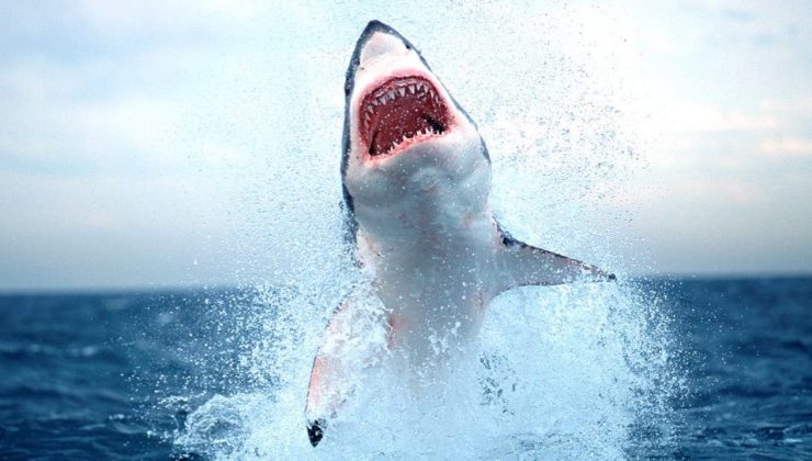 Köpekbalığı 10 yaşındaki çocuğa saldırdı