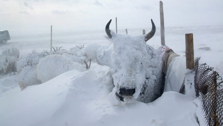 Moğolistan’da sert kış koşulları nedeniyle 2 milyon hayvan öldü