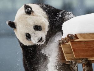 Çin’den panda diplomasisine dönüş: ABD’ye yeni bir çift gönderilecek