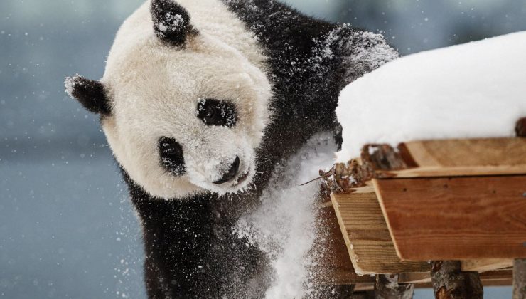 Çin’den panda diplomasisine dönüş: ABD’ye yeni bir çift gönderilecek