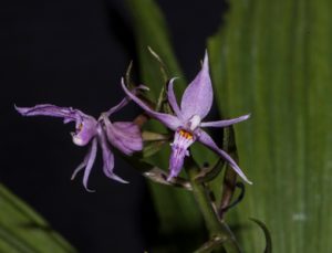 Çin’de  bin 800 metre yükseklikte yeni bir orkide türü bulundu