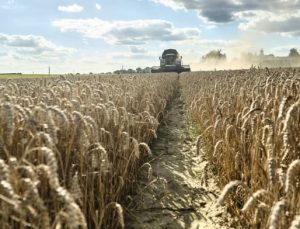 Polonya Ukrayna’dan gelen tüm tahıl ürünleri için kalite kontrolü yapacak