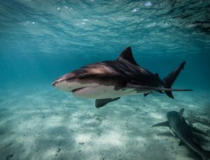Deniz yüzeyi sıcaklığındaki artış boğa köpek balığı popülasyonunu artırıyor