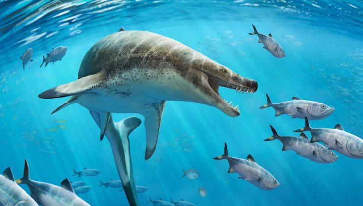 Dinozor çağında yaşamış dev deniz kertenkelesi türü keşfedildi