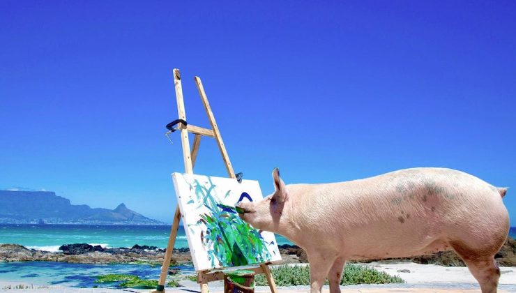 Ressam domuz “Pigcasso” hayatını kaybetti