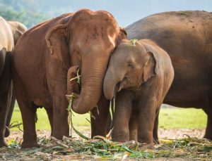 Kötü muamele gören fillerin yeni yuvası: Fil Doğa Parkı