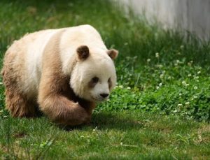 Çinli zoologlar, kahverengi pandaların genetik kodunu buldu