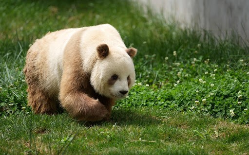 Çinli zoologlar, kahverengi pandaların genetik kodunu buldu