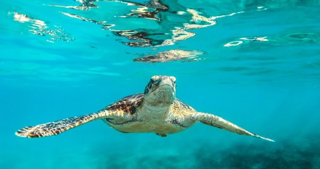 Deniz kaplumbağası yiyen 8 kişi hayatını kaybetti