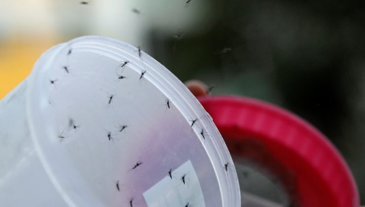 Brezilya’da enfekte edilmiş milyonlarca sivrisinek doğaya bırakılacak