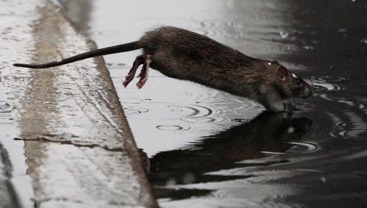New York’ta “fare idrarı” krizi